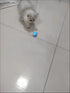 Smart Interactive Rolling Ball for Cats – Electronic Indoor Toy